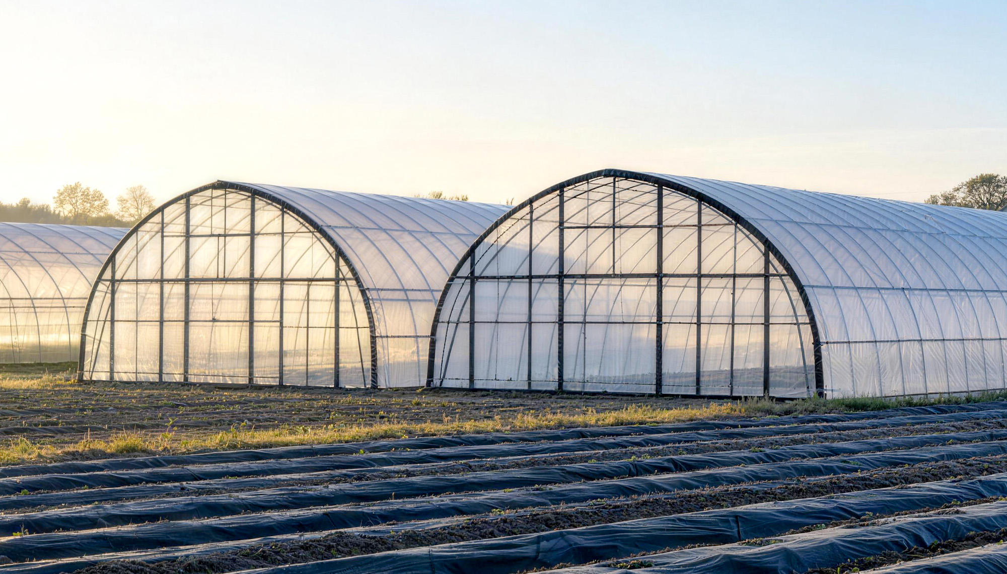 Agriculture